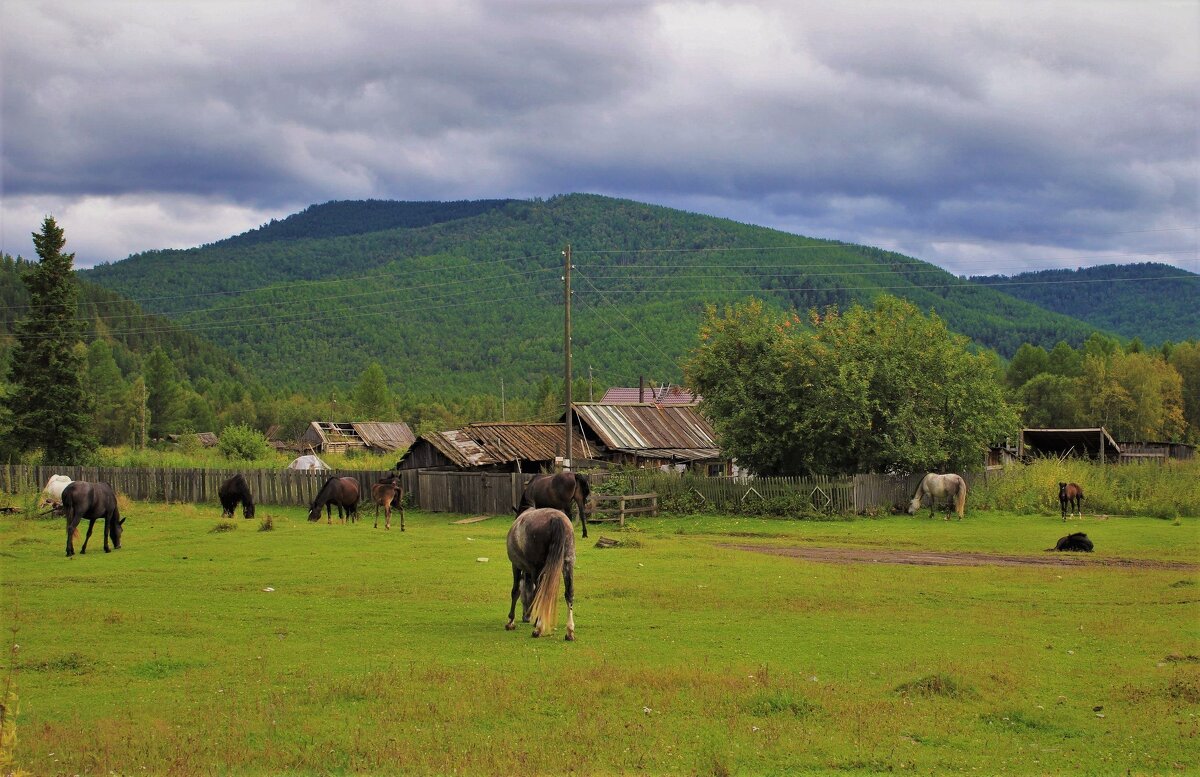 Бродят кони по селу - Сергей Чиняев 