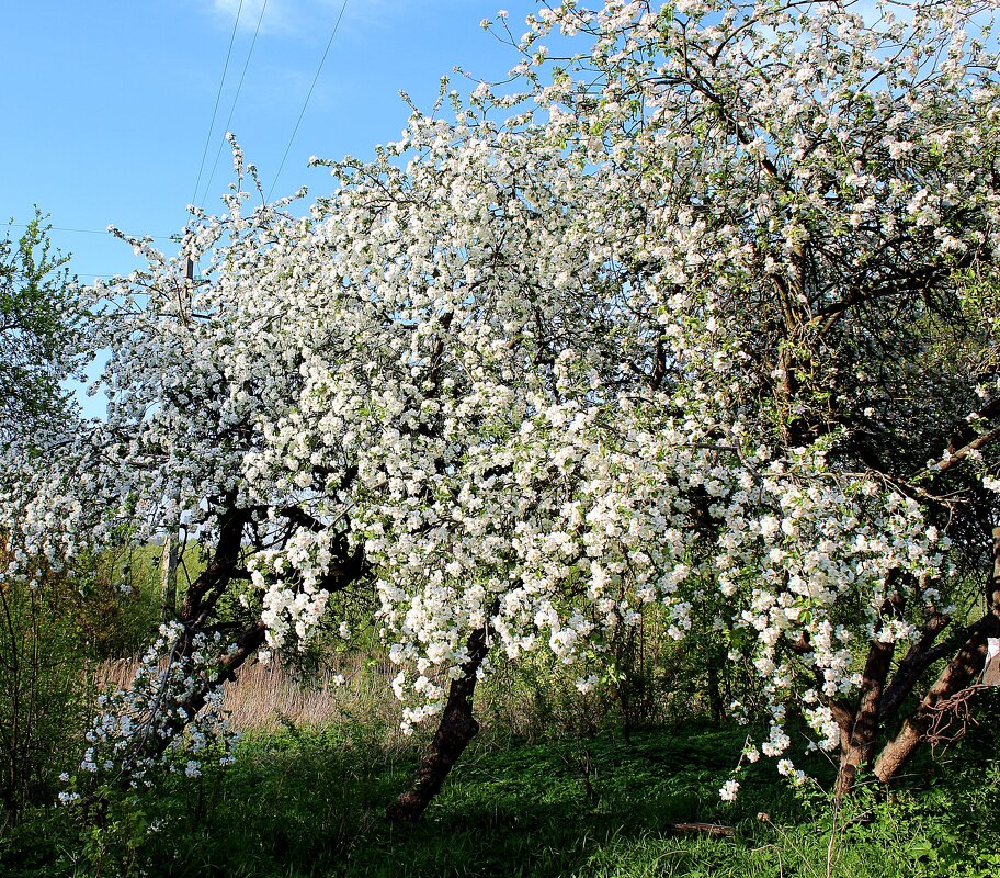 Яблони в цвету.. - Антонина Гугаева