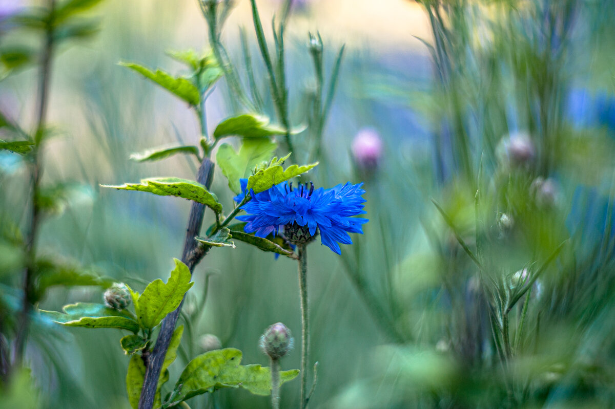 Cornflower - Олег Шендерюк