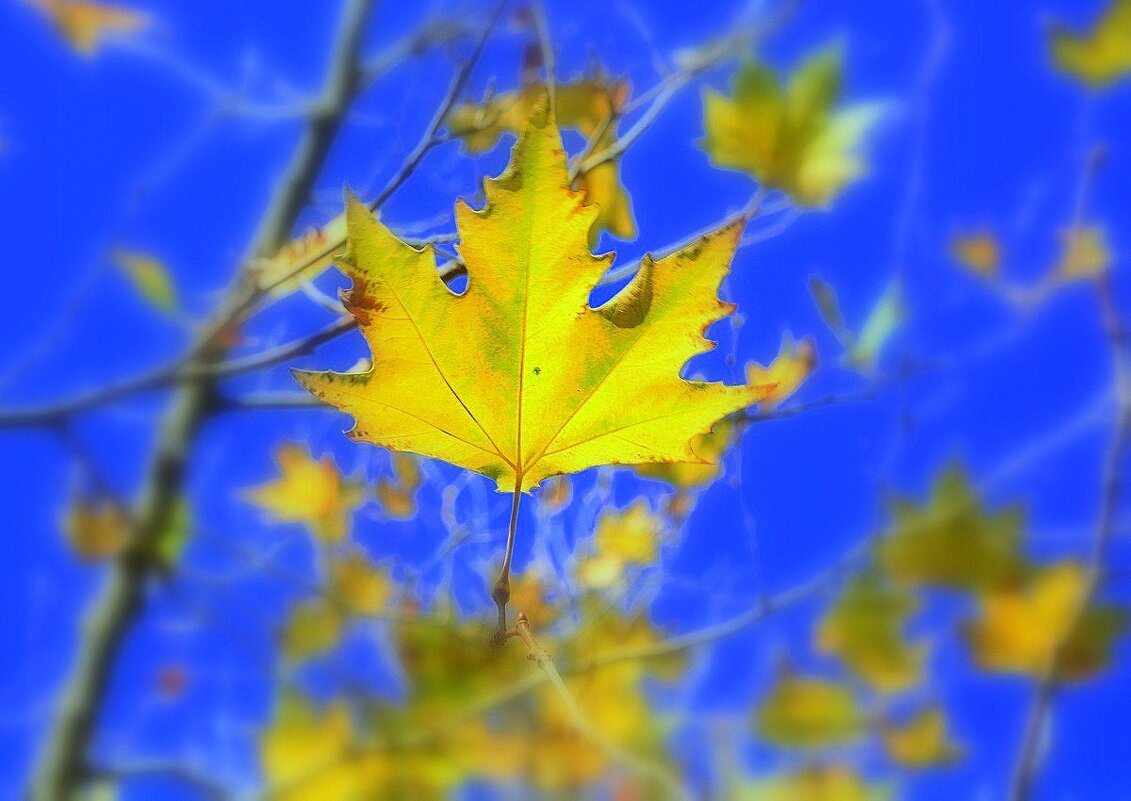 Листья желтые.... - Ольга (crim41evp)