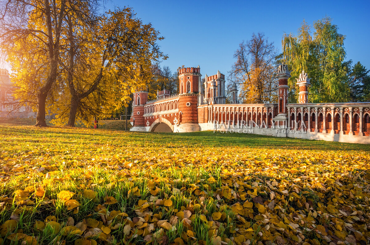 деревья в парке царицыно