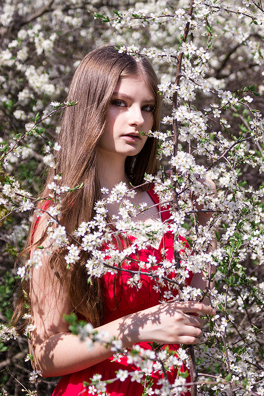 Цветущие вишни - Марина Лепетченко