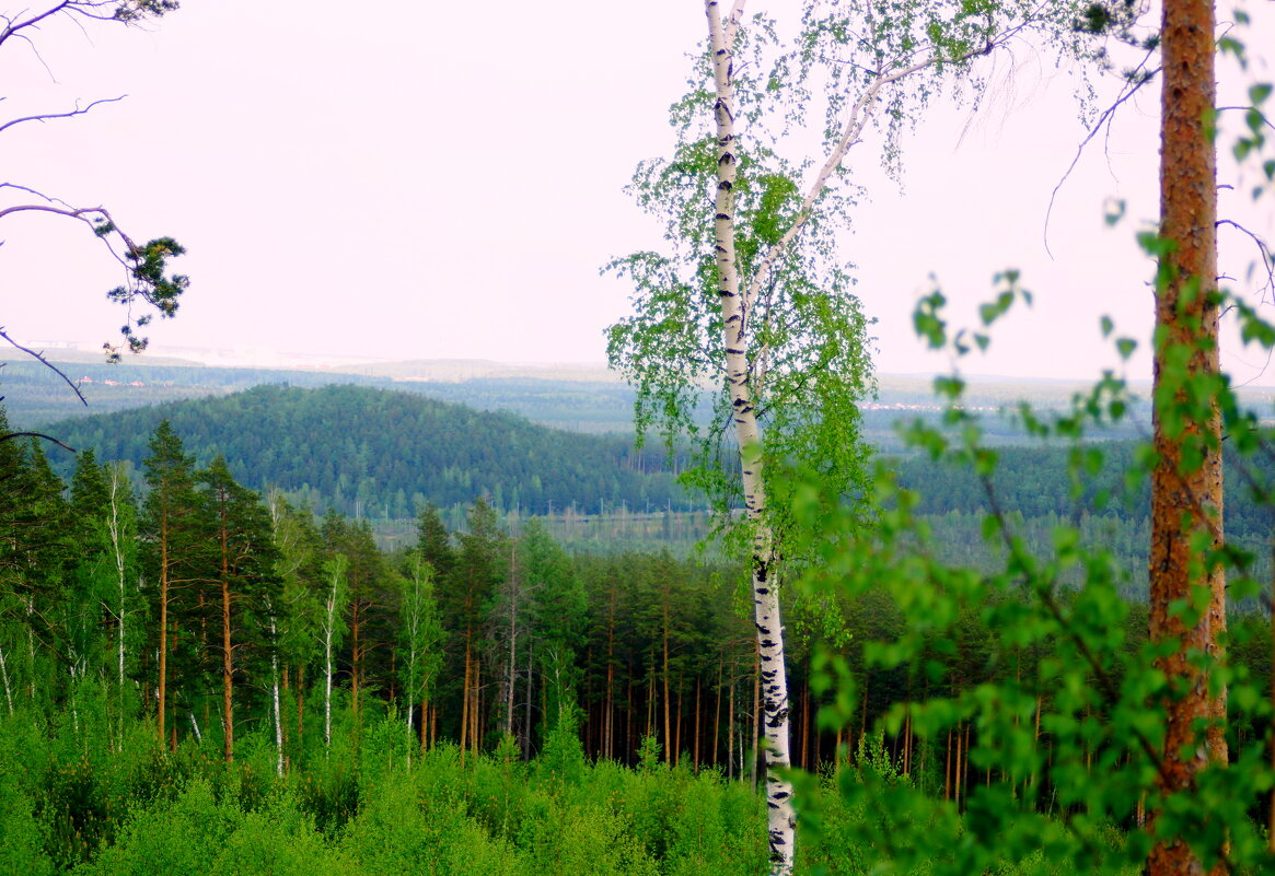 Юный лес в зелёный дым одетый.... - Анна Суханова