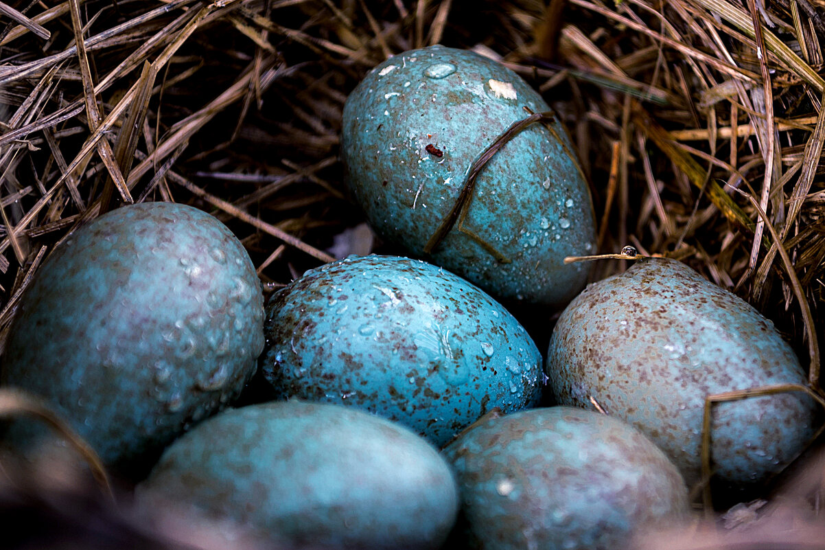 Яйца дрозда - Alexandra 