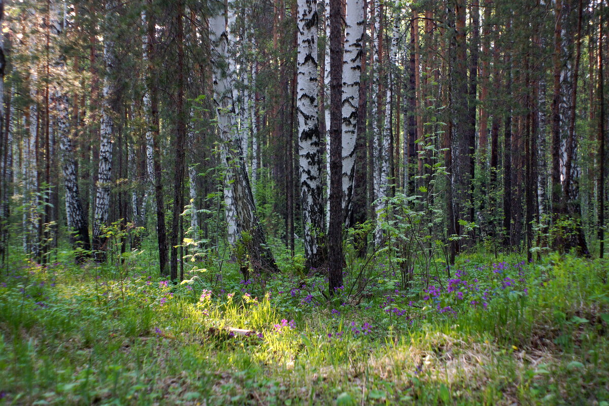 Цветущий лес - Анна Суханова