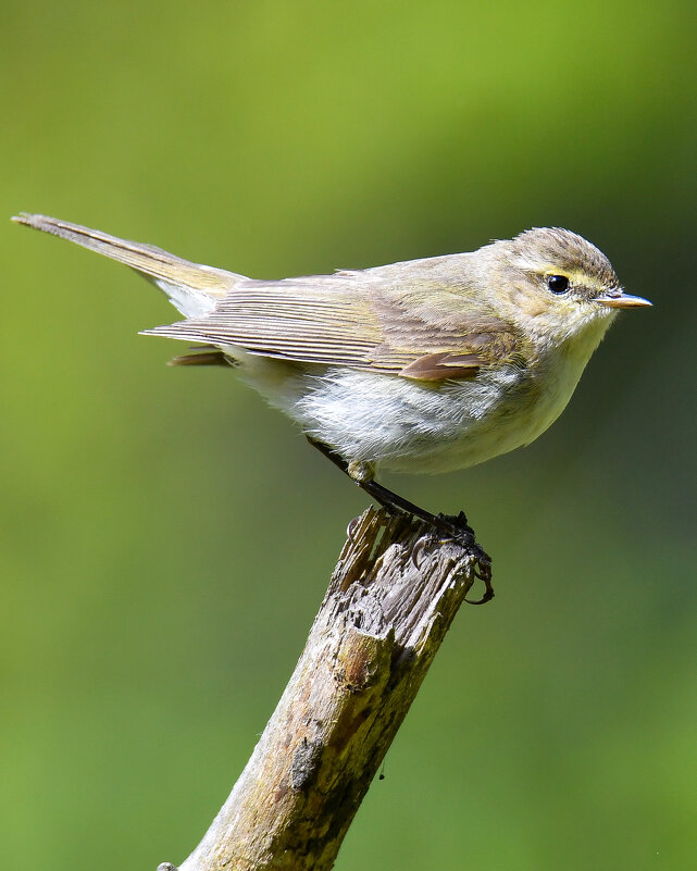 Пеночка-теньковка. ( Phylloscopus collybita ). - Валерий Шурмиль