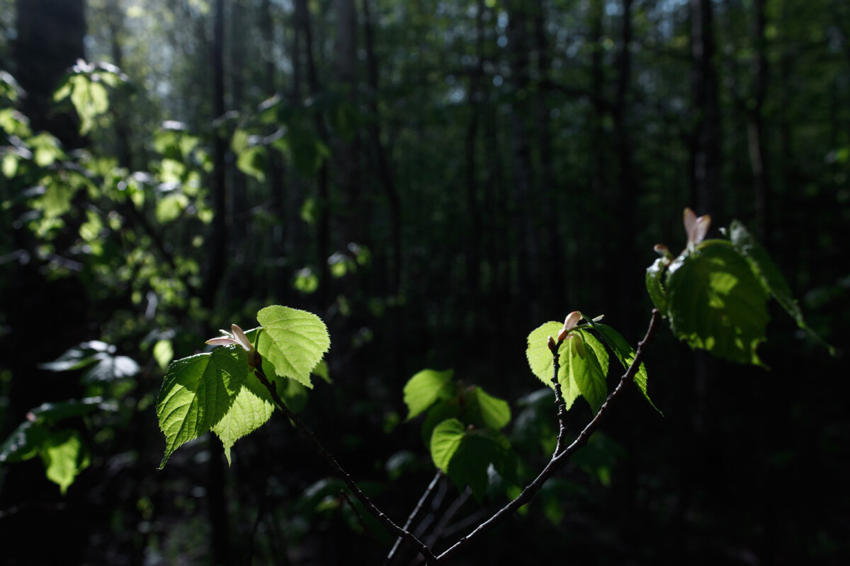 Зелёные листья на солнце - Алексей Петропавловский