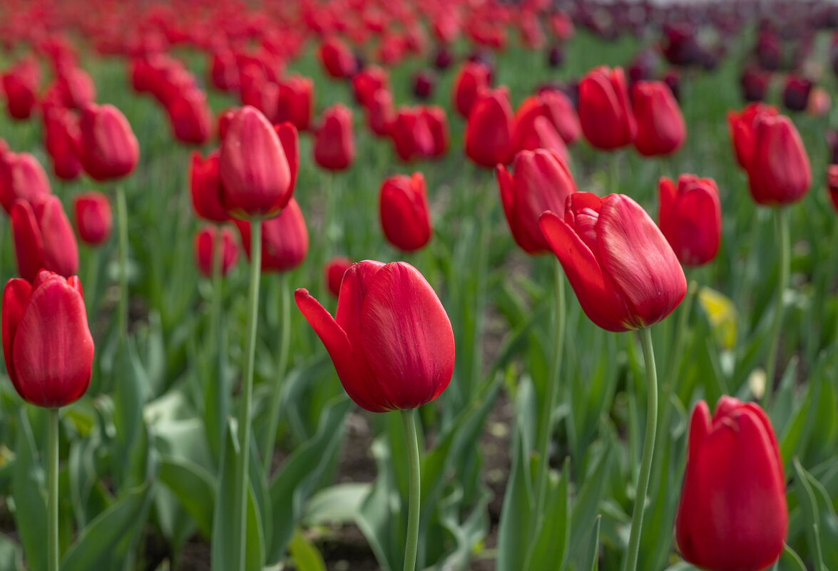 red tulips - Nara Nakhshkarian