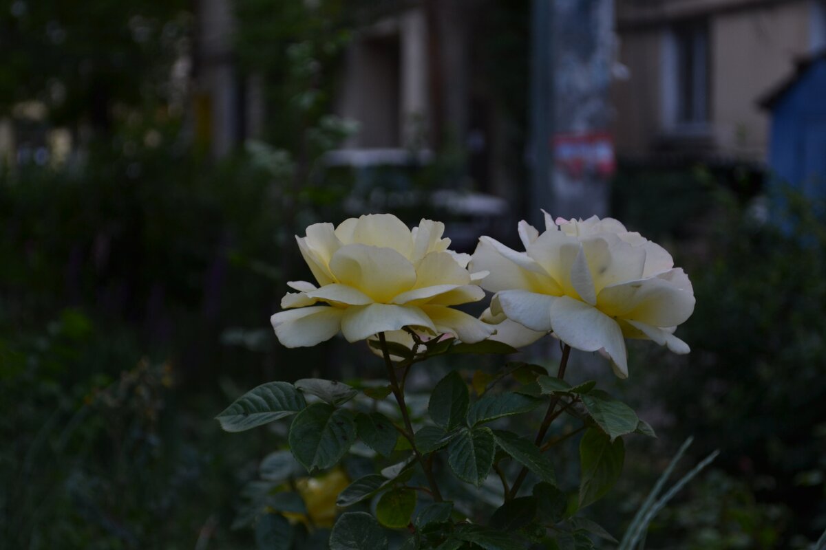 Две розы. - sokoban 