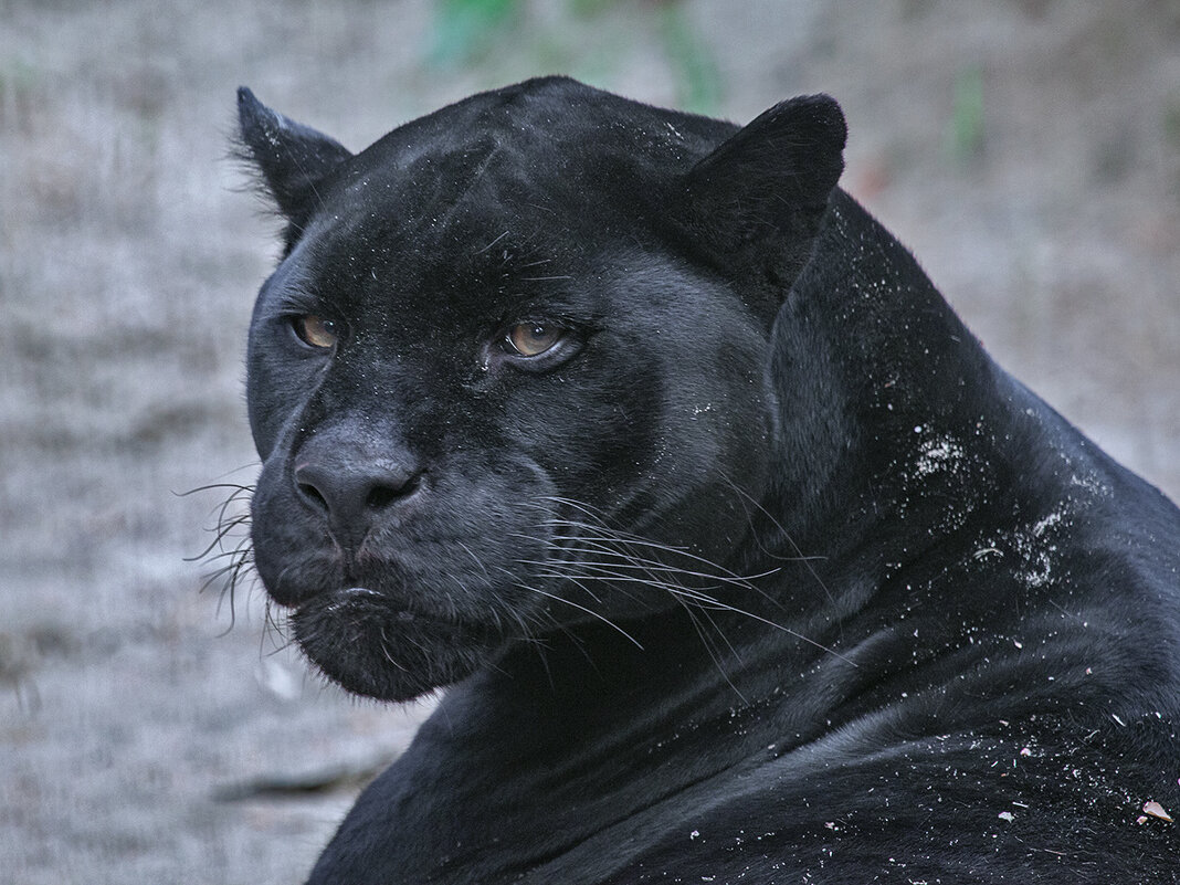 Черный ягуар (пантера) - Владимир Габов