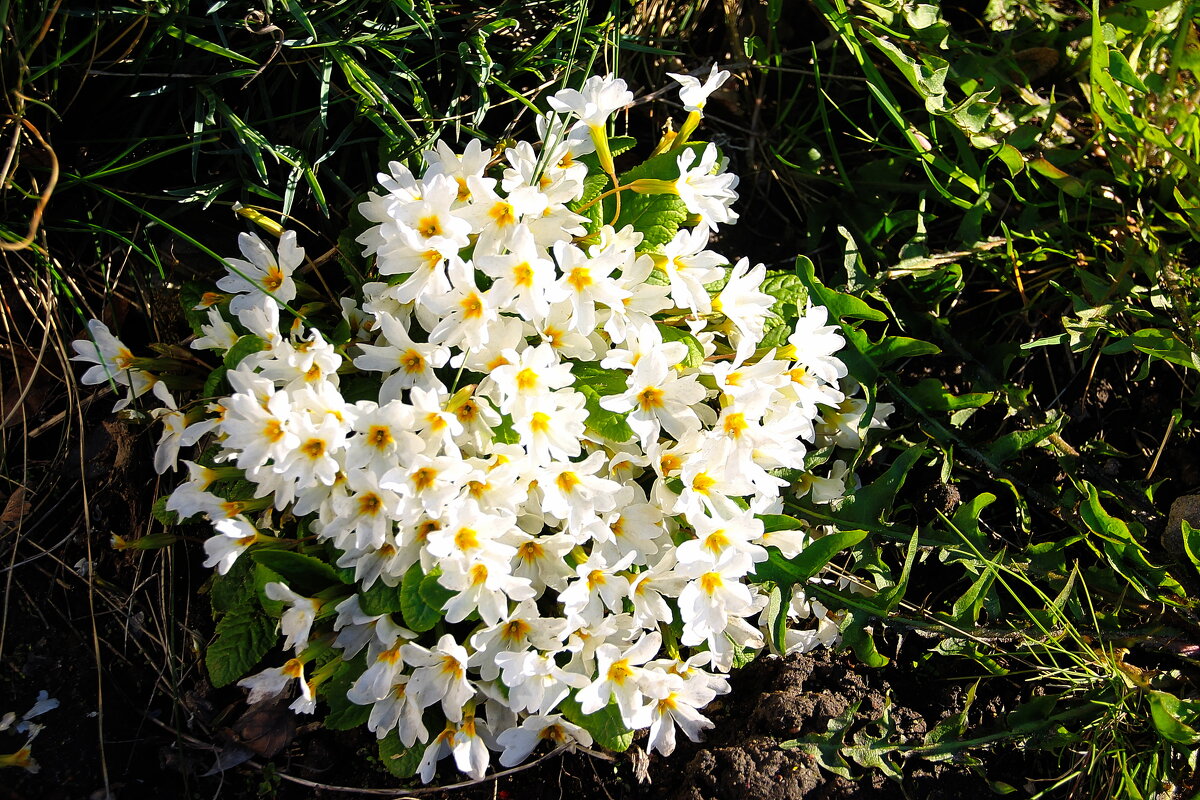 Цветы примулы весной ранней взор притягивают наш..... - Tatiana Markova