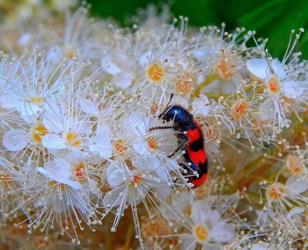 Красота на красоте! :) - Елена Хайдукова  ( Elena Fly )