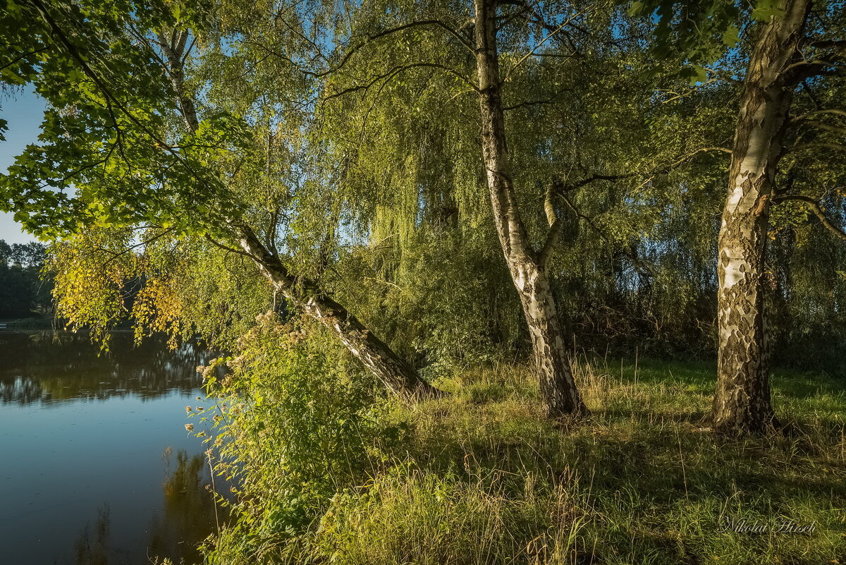 Три берёзы - Николай Гирш