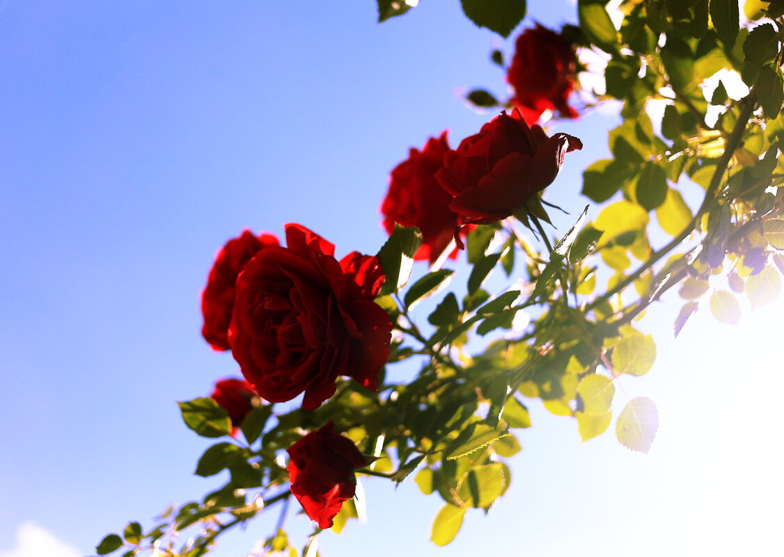 Розовые розы - Юрий Гайворонский