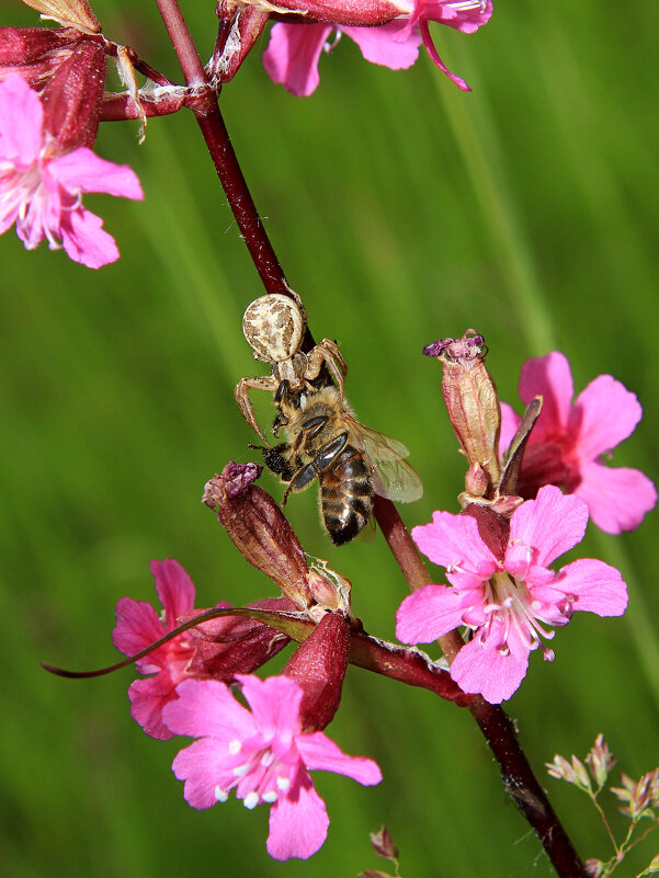 паук кристикус Xysticus cristatus  IMG_3584 - Олег Петрушин