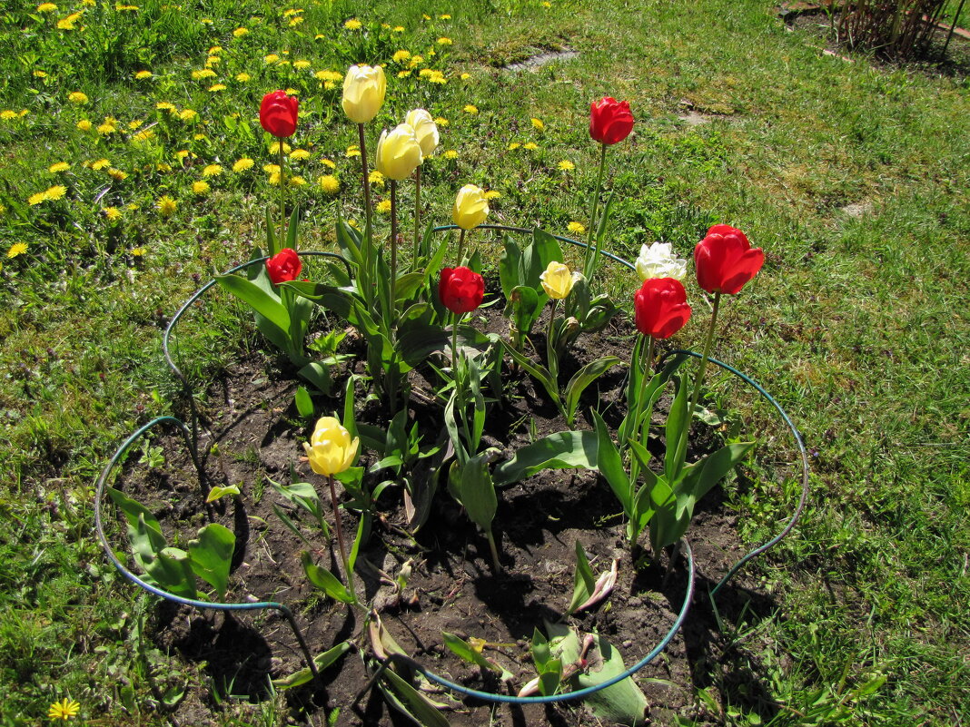 Тюльпаны - veera v