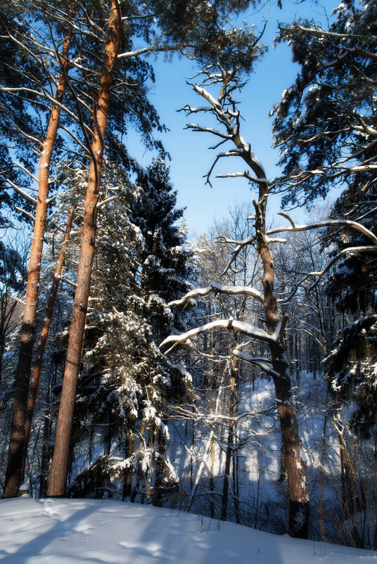 Сосны. - Владимир Безбородов