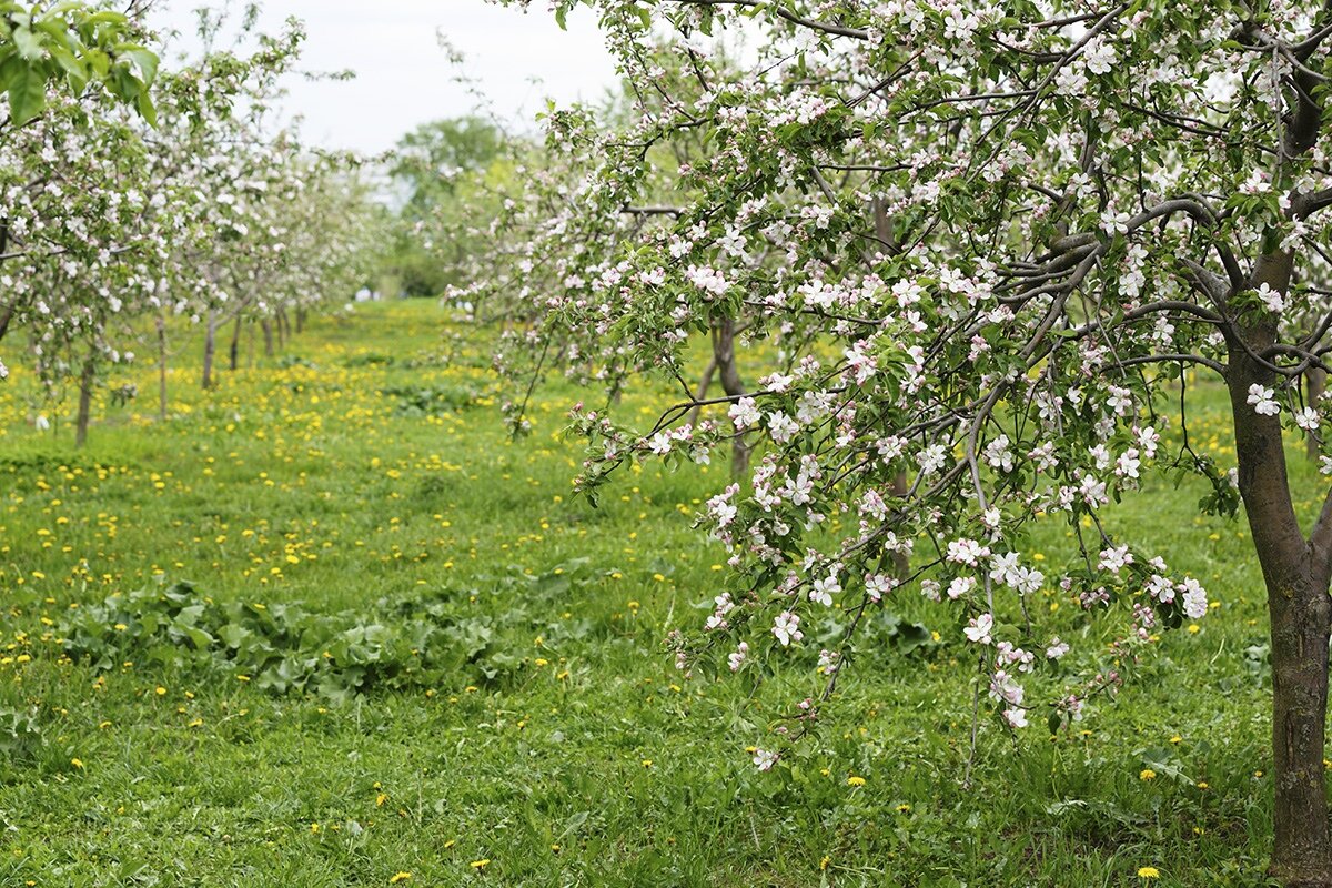 Весенний пейзаж - Albina Lukyanchenko