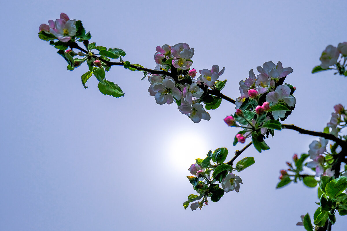 Яблони цветут - Виктор 