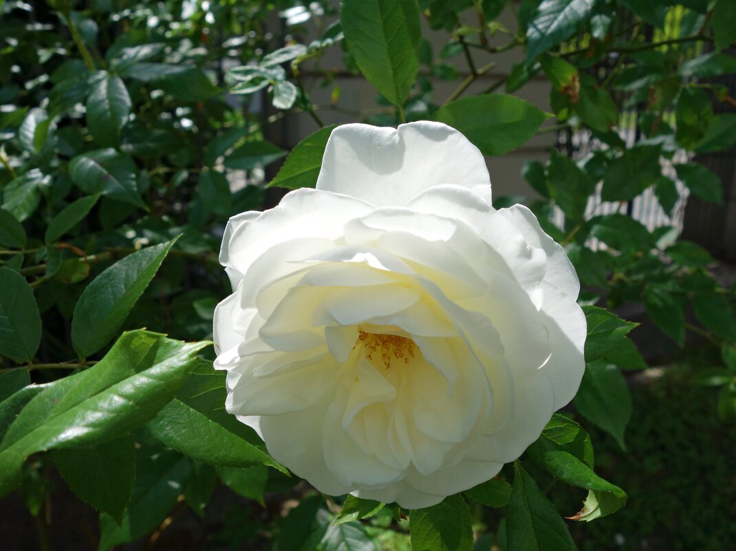 "А белой розы красота, чарует дивной чистотой..." - Galina Dzubina