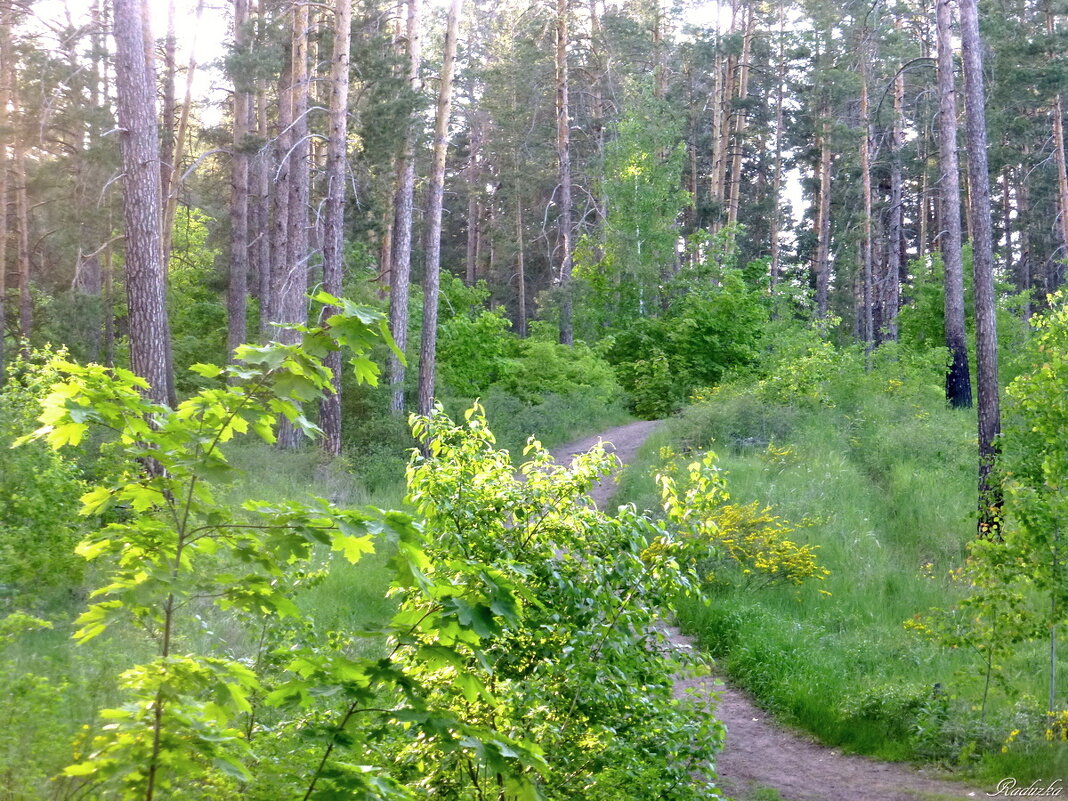В сосновый лесок на прогулку - Raduzka (Надежда Веркина)