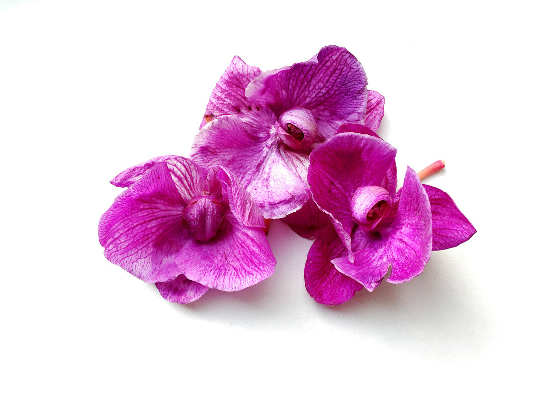 Орхидеи. - Sergii Ruban