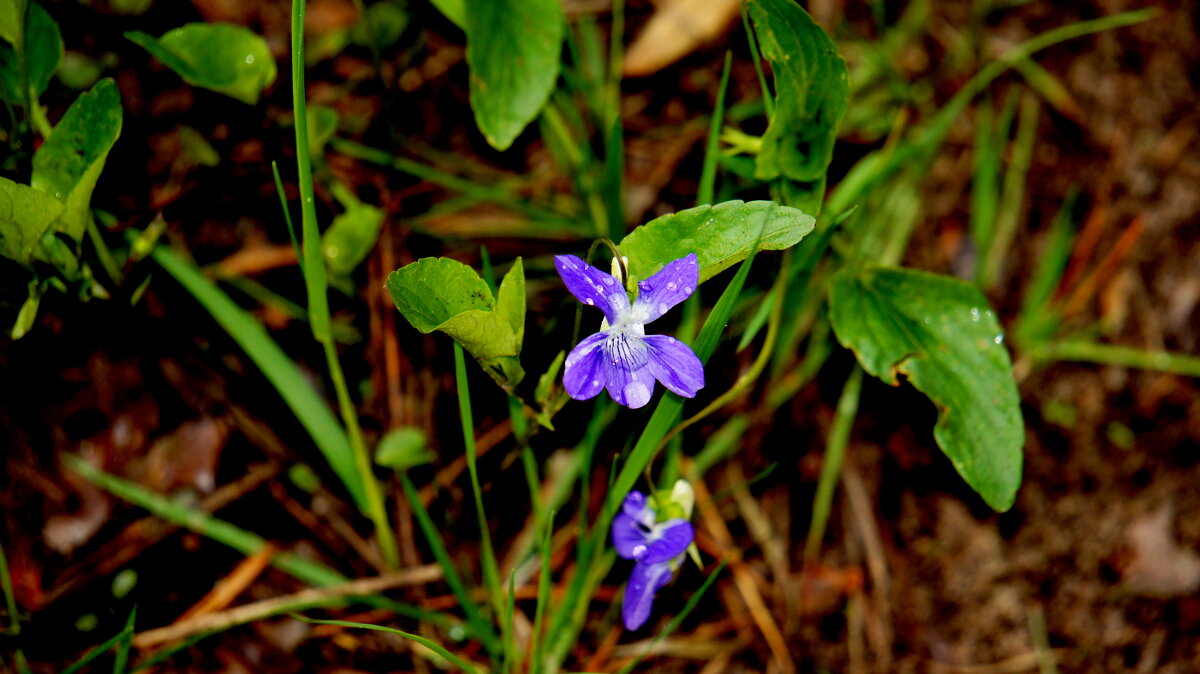 майская синяя флора 1 - Александр Прокудин