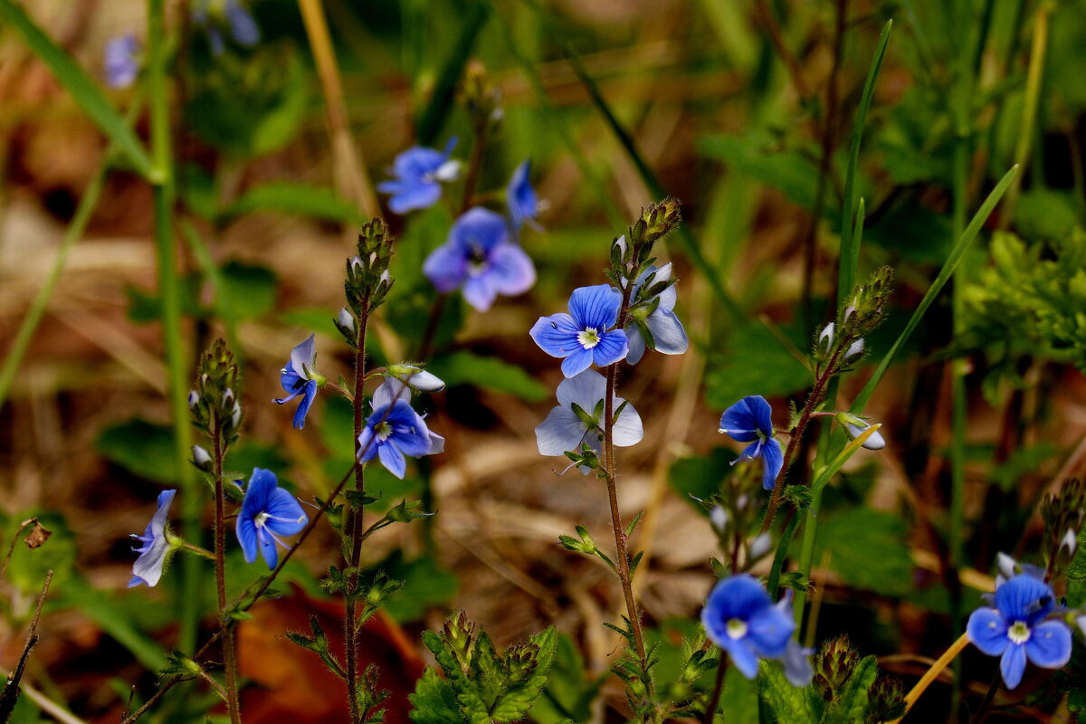 майская синяя флора 4 - Александр Прокудин