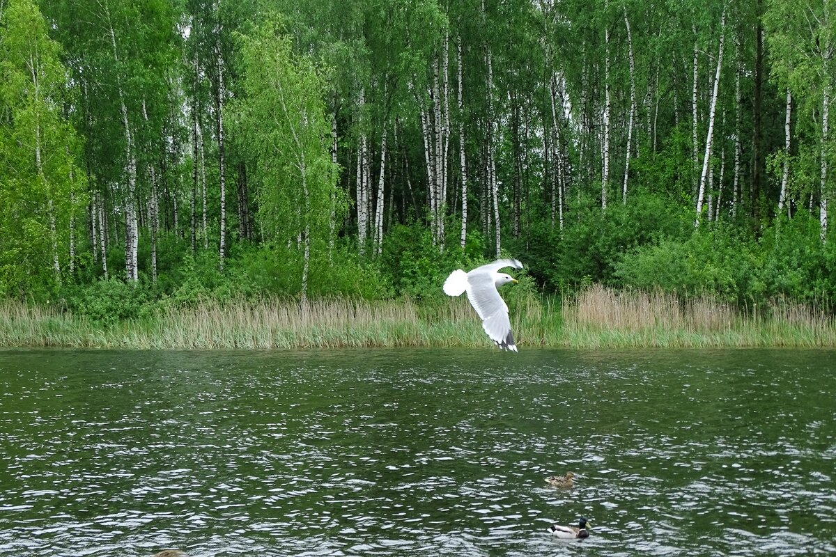 Чайка над озером (из поездок по области) - Милешкин Владимир Алексеевич 