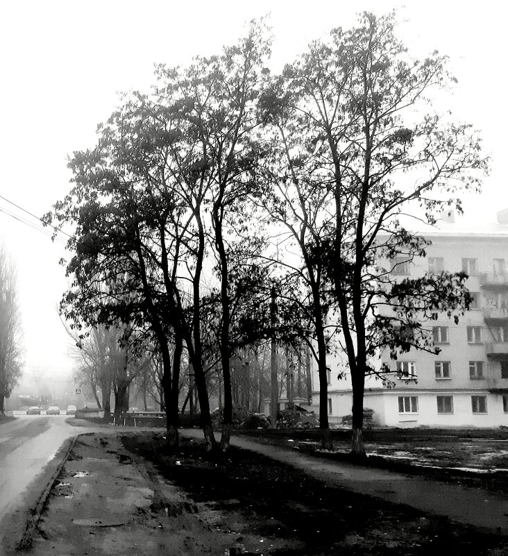 Деревья в тумане - Николай Филоненко 