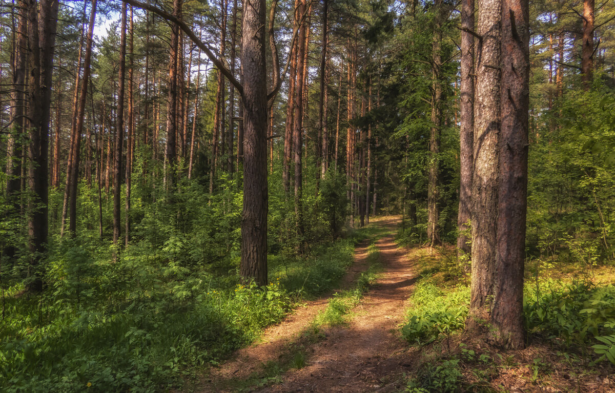 прогулка по лесу - Сергей Цветков