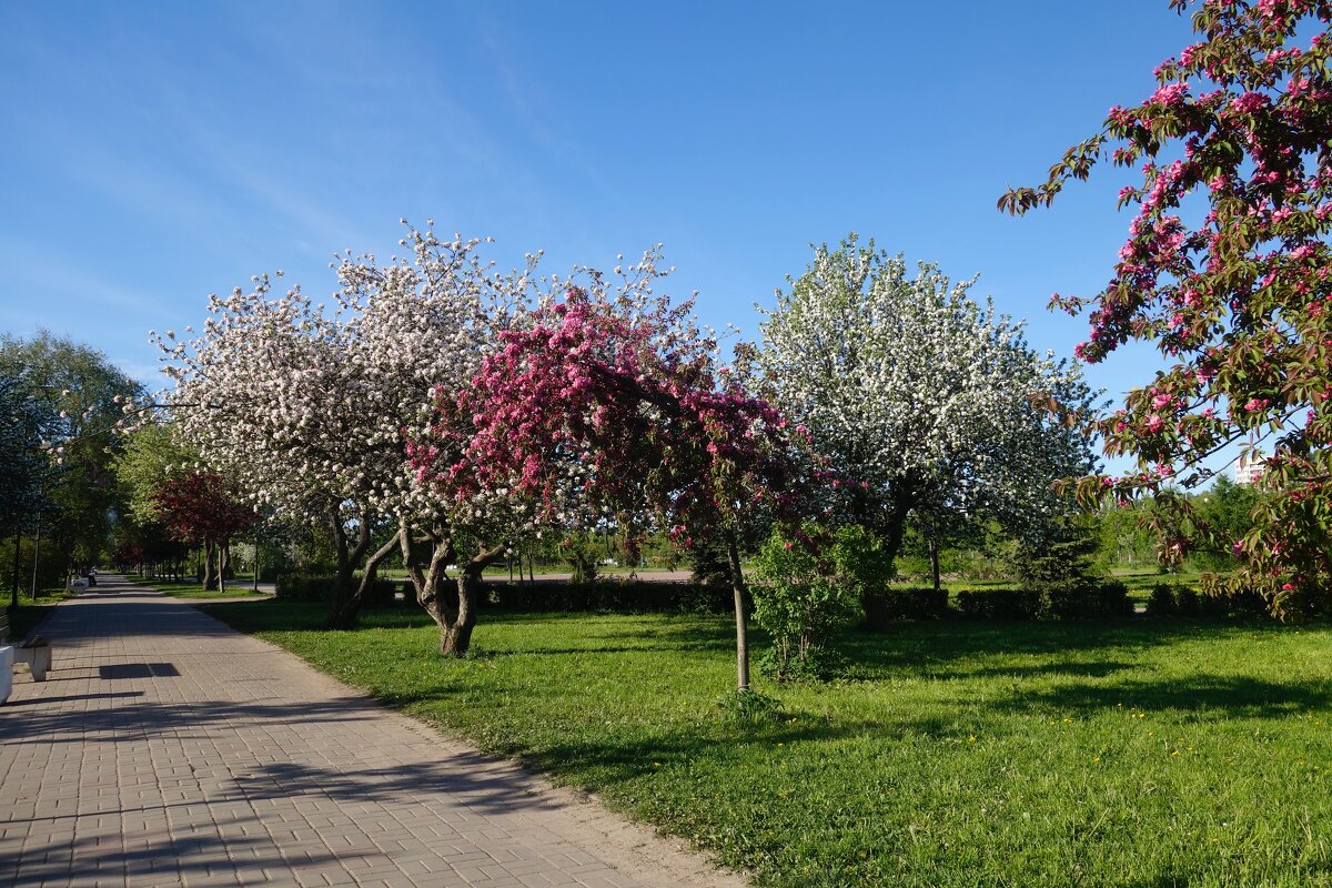 Яблоневый сад - Елена 