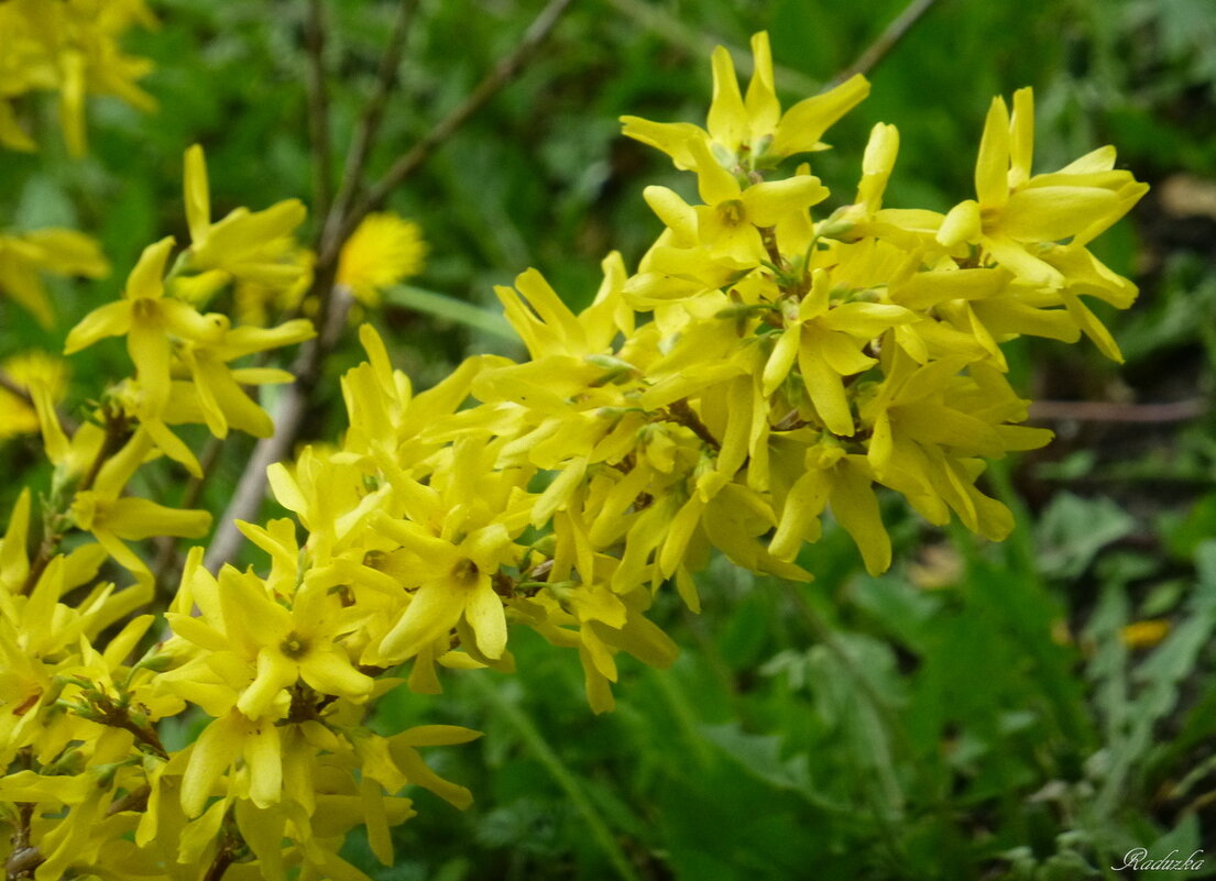 Форзиция (Forsythia) - Raduzka (Надежда Веркина)