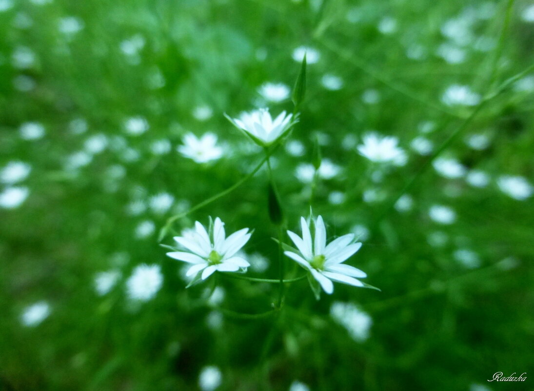 Звездчатка (Stellaria) - Raduzka (Надежда Веркина)