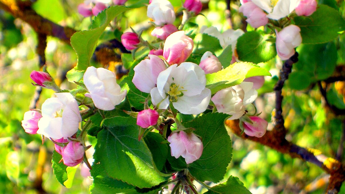Яблони в цвету - 5 - Сергей 