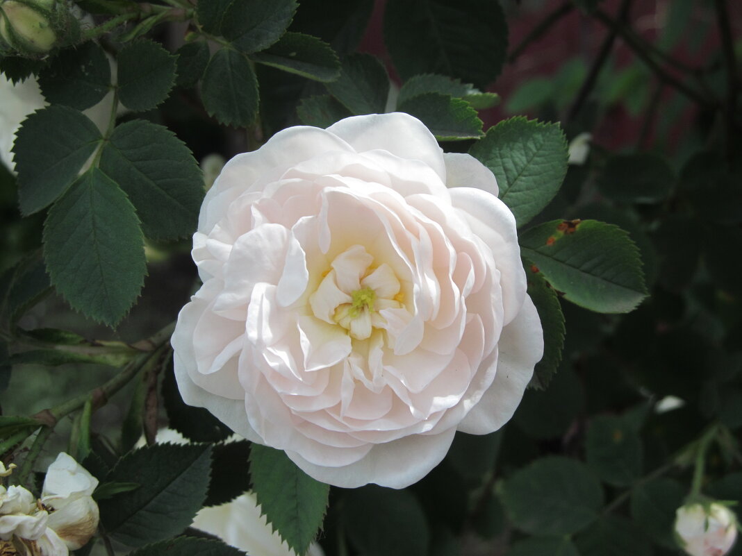 Белая кустовая роза. - Нина Акарцева 