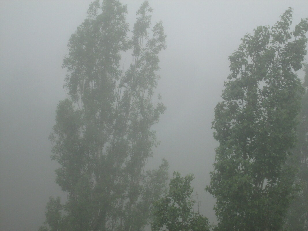 Вот такой утром был туман - Самохвалова Зинаида 