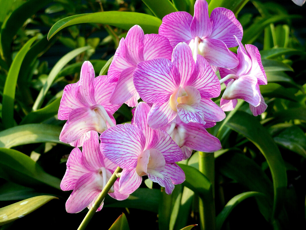 Орхидеи - ирина 