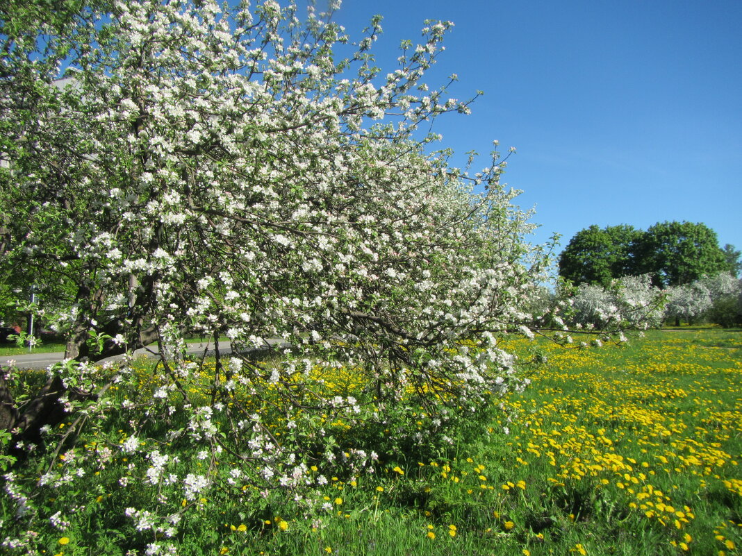 Яблоневый сад - dli1953 