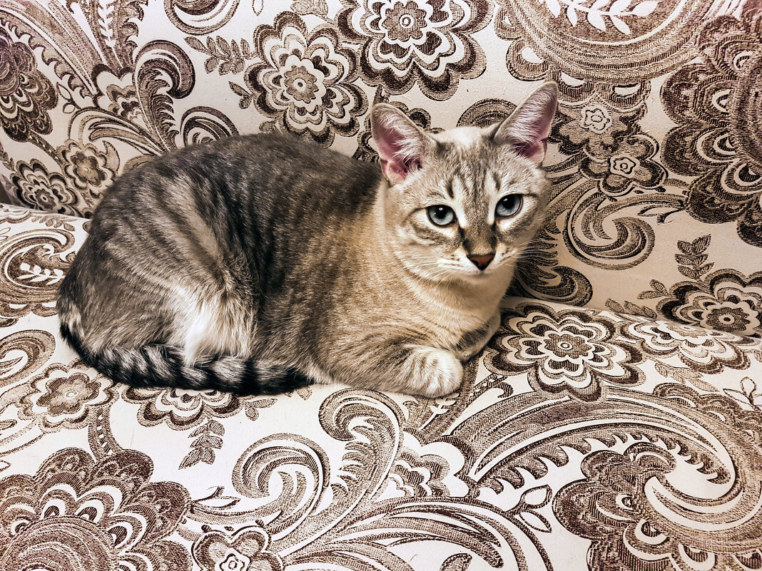 Кот на диване - Boris Zhukovskiy