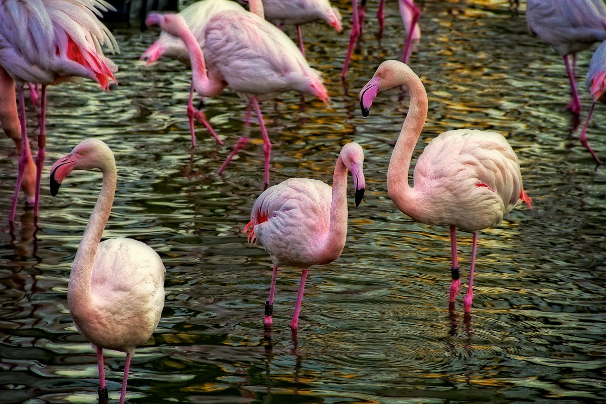 Розовый фламинго - дитя заката - Геннадий Коробков