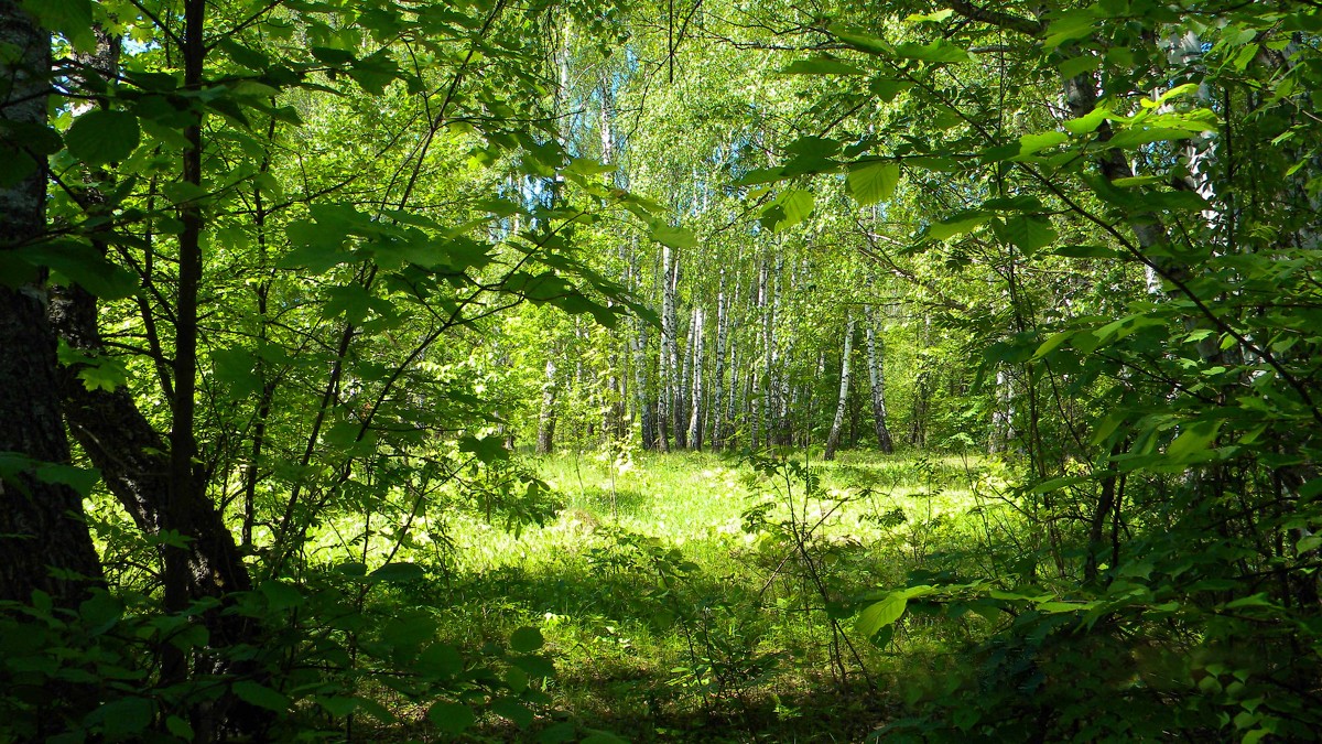 Русский лес - Елена 