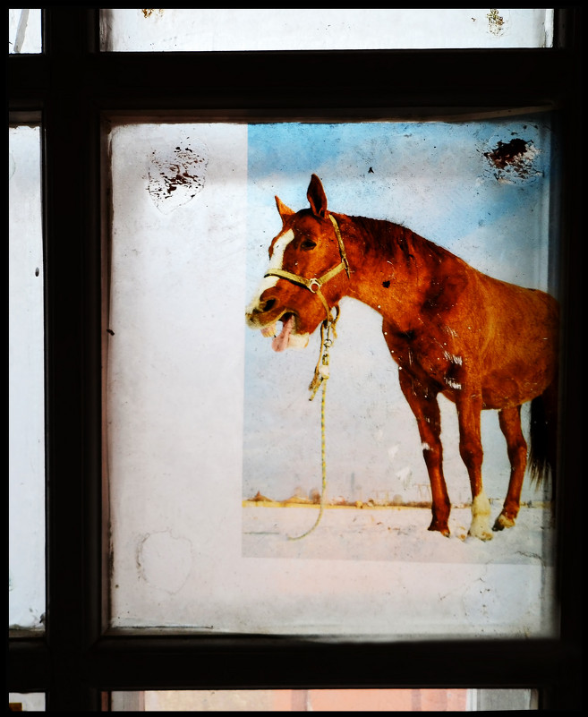 лошадь в окне - Владислав Кравцов