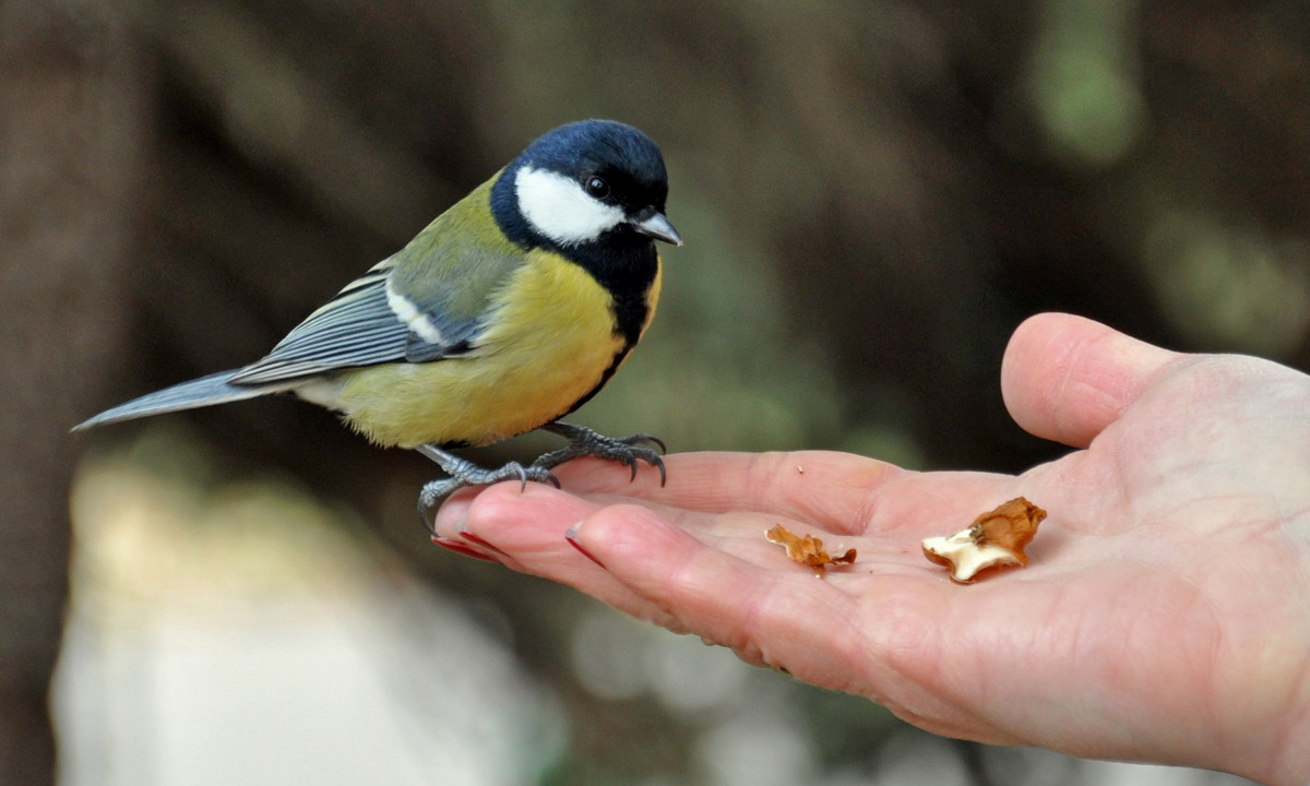 The Titmouse in the hand - better than... - Roman Ilnytskyi