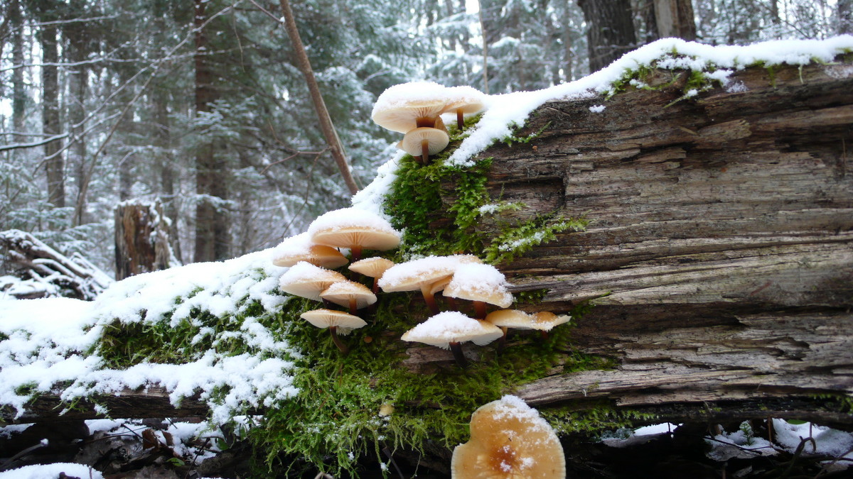 Белеет снег, растут грибы.... - Андрей Бочаров