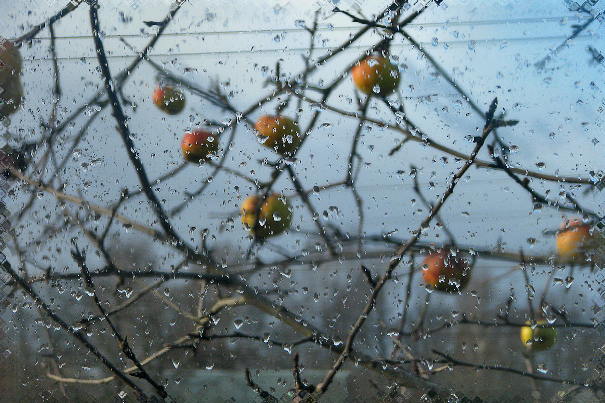 «Мокрый сад за окном…» - Светлана Шестова