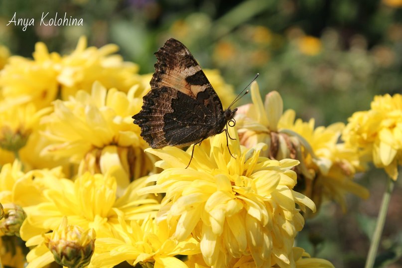 Butterfly - Анна 