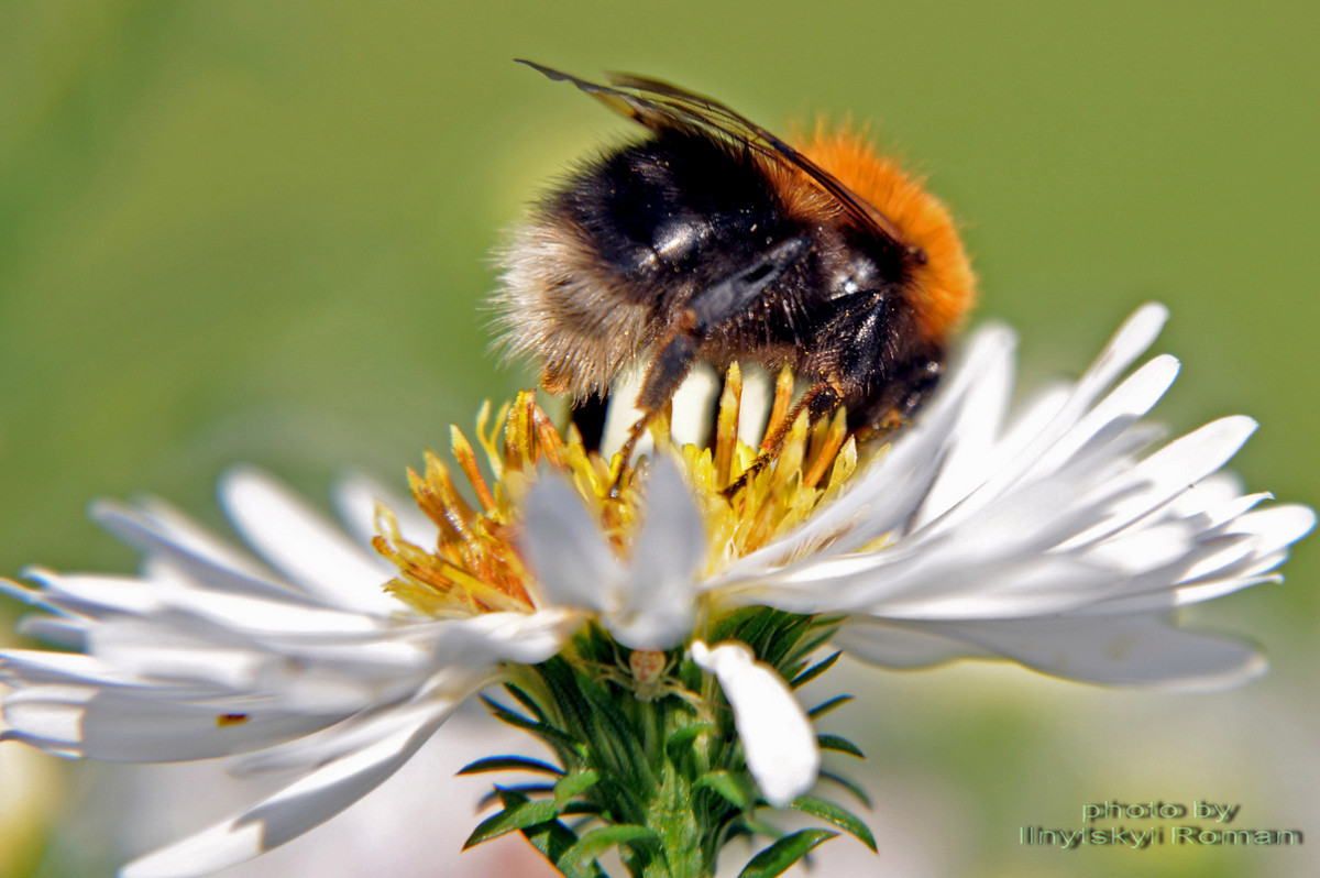 The Bumblebee - Roman Ilnytskyi