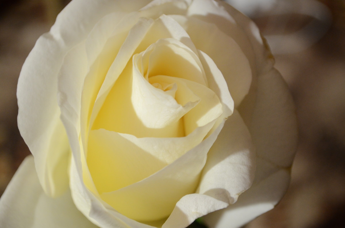 Шепчет нам красная роза о страсти, белая роза - о нежной любви...(с) - Галина Баханова