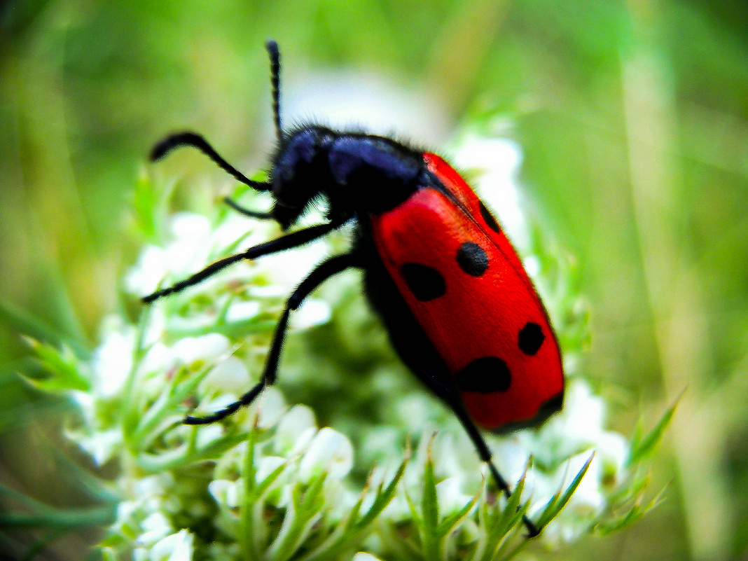 beetle - ~ Лидия ~
